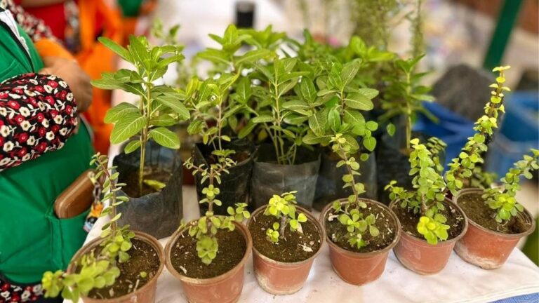 Torreón Establece Récord en Árboles Plantados en 2025: Un Paso hacia la Sostenibilidad