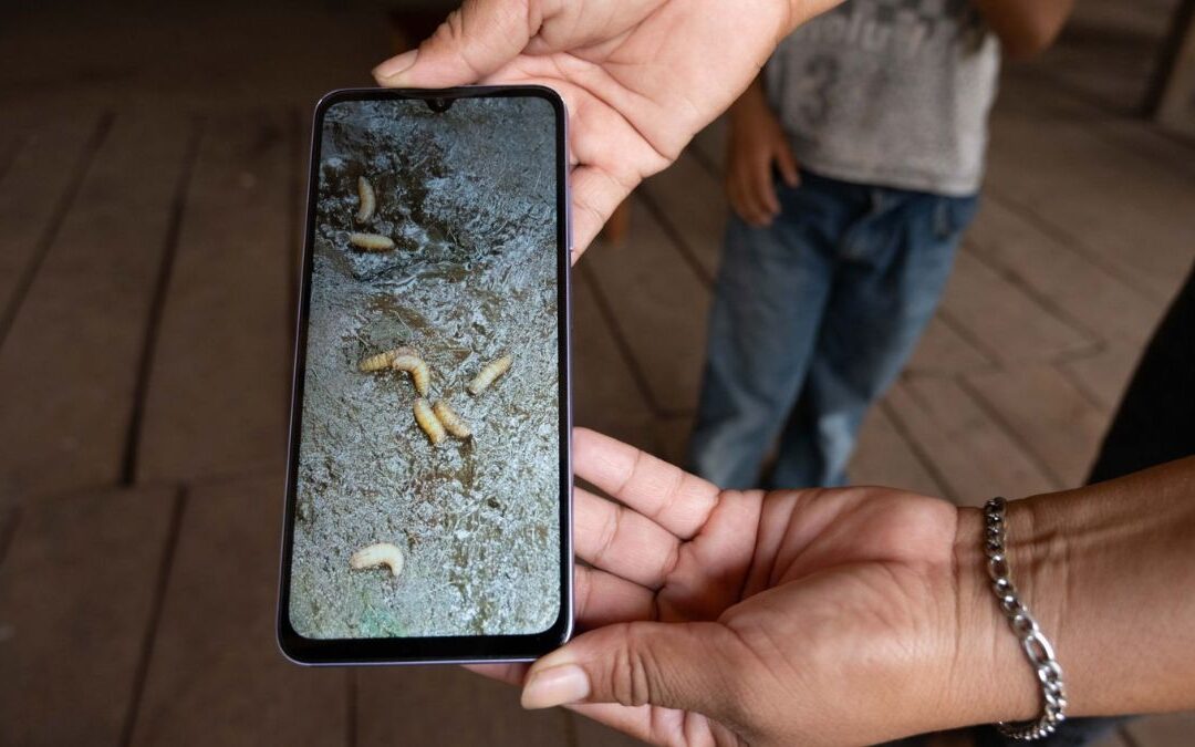 Gusano Barrenador: Primer Caso en Ganado de Edomex Activando Fase Preventiva