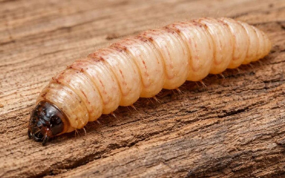 Miasis: Cómo Identificar los Síntomas del Gusano Barrenador y Prevenir Su Infección