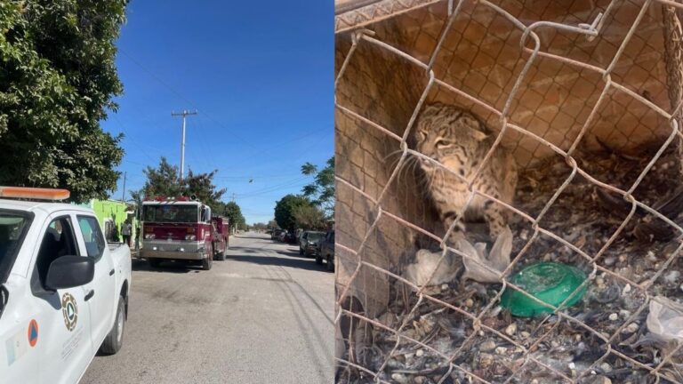 Gato montés pone en alerta a los sistemas de emergencia en San Pedro