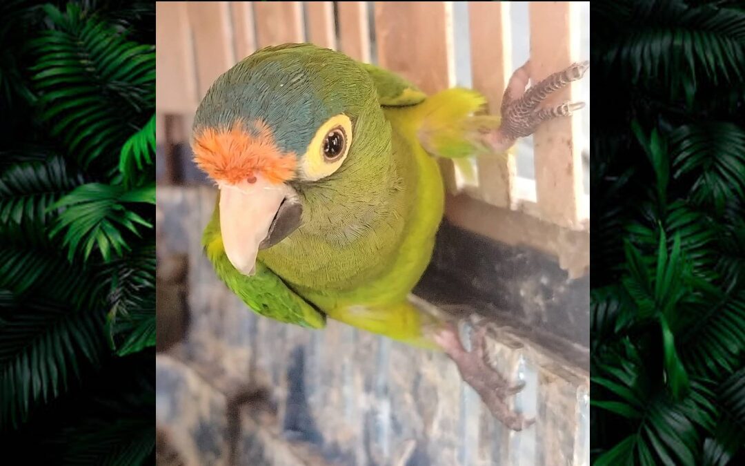 Más de 40 Animales Exóticos Asegurados en un Operativo por el Día de Reyes en Michoacán