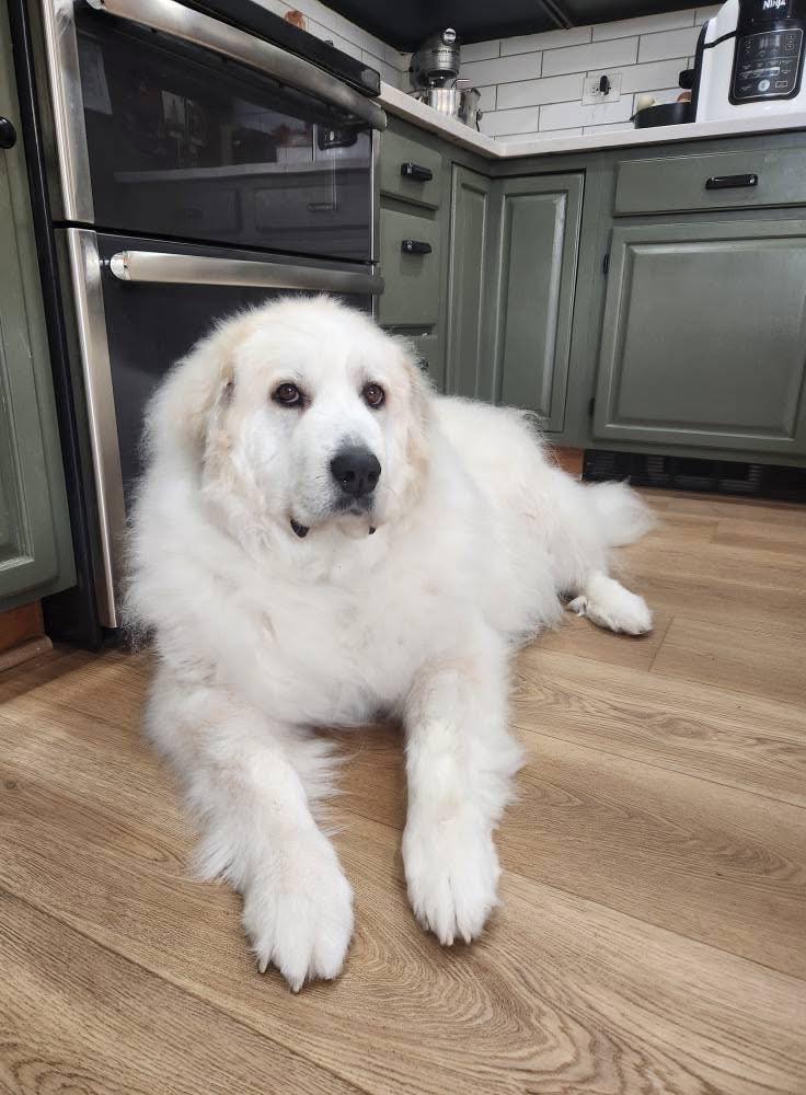 bsqueda-de-mascota-teraputica-en-evergreen-se-intensifica-935b