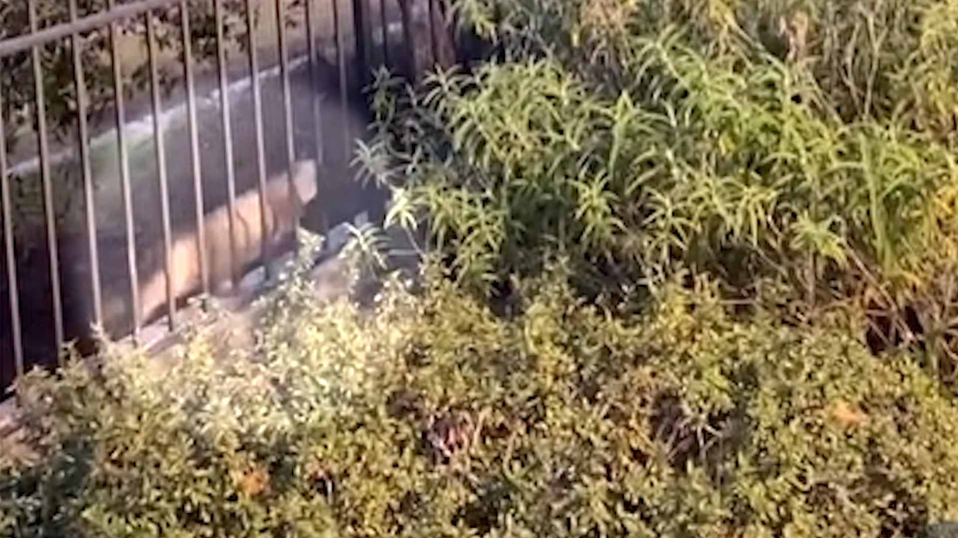 nuevo-avistamiento-de-puma-en-watsonville-mantiene-en-alerta-a-las-autoridades-54b9