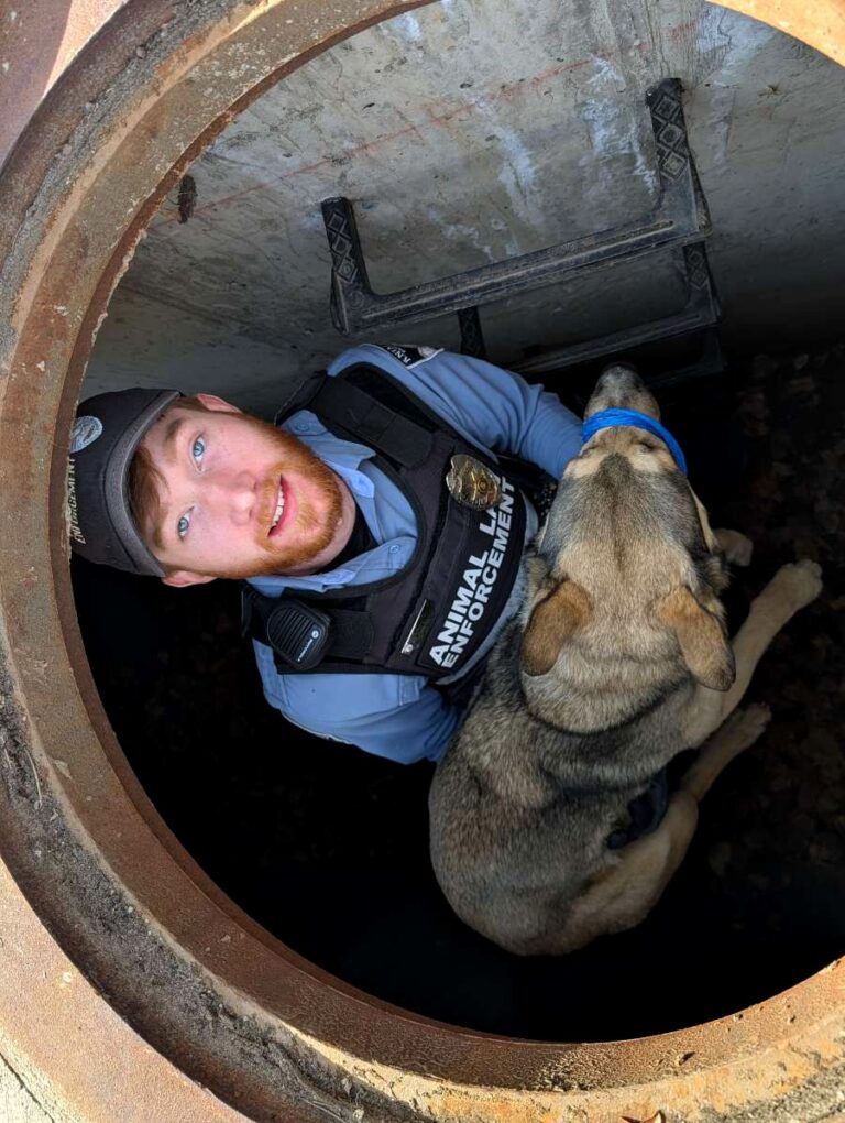 El Rescate Animal de una Perrita Perdida en Pikes Peak: Una Historia de Valor y Esperanza