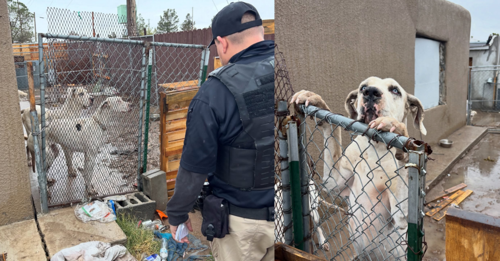 Servicios Animales El Paso Atiende Más de 600 Emergencias por Bienestar de Mascotas Durante Ola de Frío