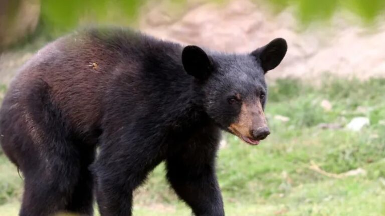 Nueva norma para la gestión de residuos y protección de fauna silvestre en Nuevo León