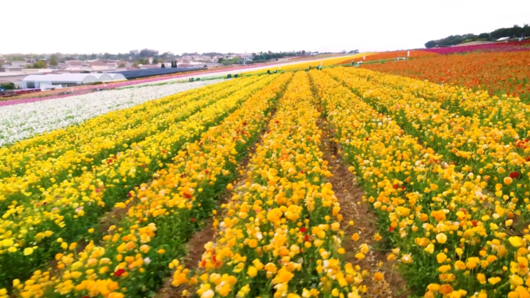 Los Flower Fields de Carlsbad Ranch: ¡La Primavera Resplandece en San Diego!