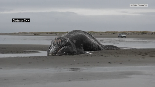 Aumento Alarmante de Ballenas Grises Muertas en el Pacífico y la Crisis Alimentaria que Enfrentan