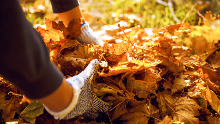 Lakewood ofrecerá reciclaje gratuito de hojas durante dos semanas en noviembre